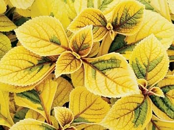 Yellow Coleus Plant Seeds for Planting - Heirloom and Non-GMO Garden Seeds
