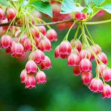 Heirloom Red Bell Orchid Flower Seeds for Planting – Non-GMO, Exotic Decorative Garden Blooms