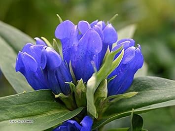 Blue Gentian Flower Seeds for Planting - 100 Pcs pcs
