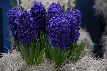Deep Blue Hyacinthus Orientalis Flower Seeds for Planting