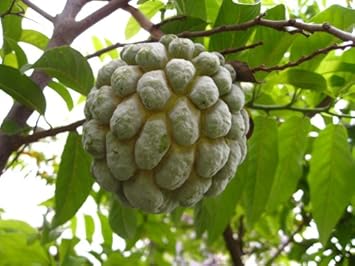 Green Annona squamosa fruit seeds