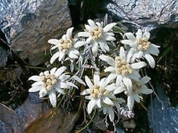 Heirloom Non-GMO White Edelweiss Ground Flower Seeds – Alpine Perennial Flower Seeds
