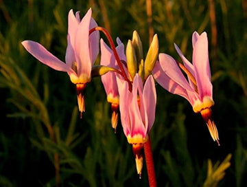 Pink Midland Shooting Flower Seeds for Planting, NON GMO Seeds