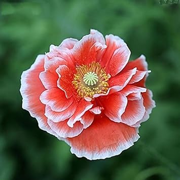 Pale Pink Iceland Flower Seeds for Planting ƒ?? Fresh, Organic, Heirloom, Non-GMO Poppy Seeds