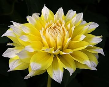 Lemon Pie Dahlia Flower Seeds for Planting - Heirloom and Non-GMO garden seeds