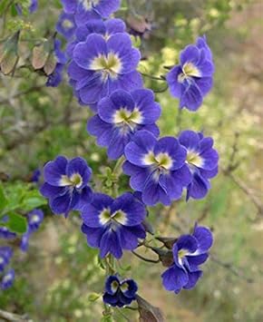 Blue Nasturtium Flower Seeds â€“ Heirloom, Non-GMO Flower Seeds for Planting