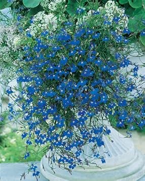 Blue Sapphire Flower Seeds for Planting - 100 pcs