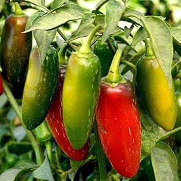 Chili Brazilian Seeds for Planting, Multi-Colour, 100 Pcs pcs