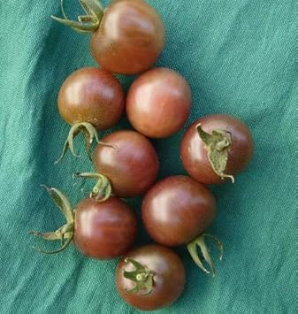 Dark Grey Tomato Seeds for Planting - 100 Pcs pcs
