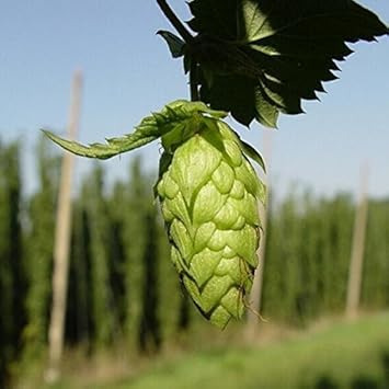 Green Humulus Lupulus Seeds for Planting - NON GMO Seeds