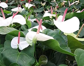 White Anthurium Andraeanu Flower Seeds â€“ Heirloom Non-GMO Tropical Blooms for Garden Planting