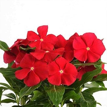Vinca Orange Flower Garden Seeds for Planting - NON GMO Seeds
