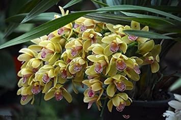 Green Cymbidium Flower Seeds for Planting – Organic, Heirloom, Non-GMO Orchid Seeds
