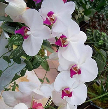 Yellow White Phalaenopsis Orchid Flower Seeds – Heirloom, Non-GMO Seeds for Planting