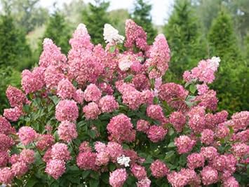 Hydrangea Paniculata Flower Seeds – Heirloom, Non-GMO Seeds for Planting Lush Garden Blooms