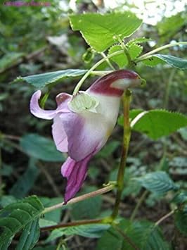 Parrot (Parrot scientific name) for planting in garden