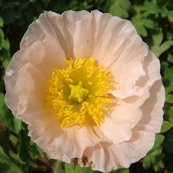 Pale Pink Iceland Flower Seeds for Planting ƒ?? Fresh, Organic, Heirloom, Non-GMO Poppy Seeds for planting in your garden.