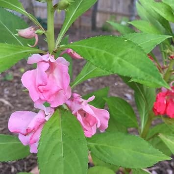 Heirloom Non-GMO Pink Balsam Camellia Flower Seeds for Garden Planting – Vibrant Rosy Blooms