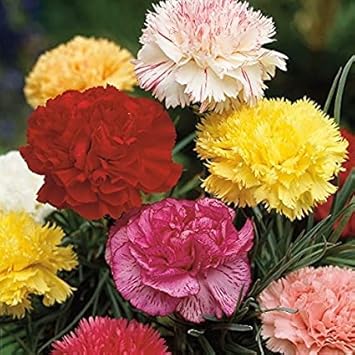 Heirloom Non-GMO Dianthus Flower Seeds for Garden Planting ƒ?? Multi-Color Fragrant Blooms Mix