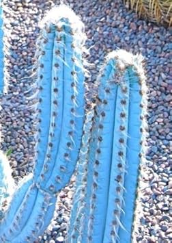 Organic Blue Pilosocereus Plant Seeds for Planting ƒ?? Heirloom, Non-GMO