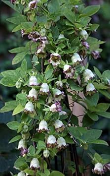 Heirloom Green Purple Hibiscus Flower Seeds for Planting – Non-GMO, Unique Tropical Garden Blooms