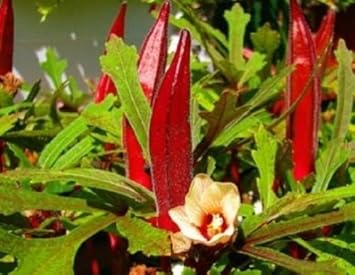Red okra Abelmoschus esculentus seeds for planting in vegetable patch