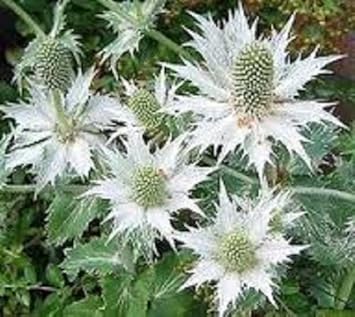 White Eryngium Flower Seeds for Planting – Organic, Heirloom, Non-GMO Garden Blooms