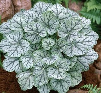 White Coral Bells Flower Seeds for Planting - 100 pcs