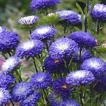 Blue White Chrysanthemum Flower Seeds – Heirloom, Non-GMO Seeds for Planting Stunning Blooms