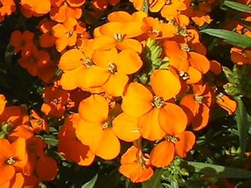 Orange Erysimum Aliionii Flower Seeds for Planting, 100 pcs