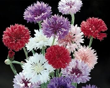 Mixed Bachelor Flower Seeds for Planting, 100 pcs