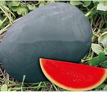 Red watermelon fruit seeds