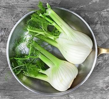 Fennel Plant Seeds Scientific Name Placeholder for planting in home garden