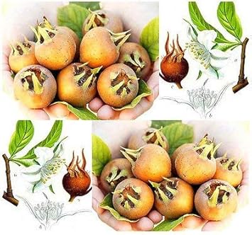 Brown Mespilus Germanica Plant Seeds - 100 pcs