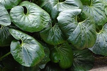 Farfugium Japonicum Plant Seeds for Planting - NON GMO Seeds