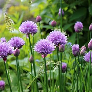 Rustic Ciboulette Plant Seeds for Planting -Heirloom & Non-GMO Seeds for planting