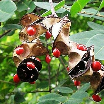 Coral Bean Plant Seeds for Planting - Heirloom & Non-GMO Seeds for planting