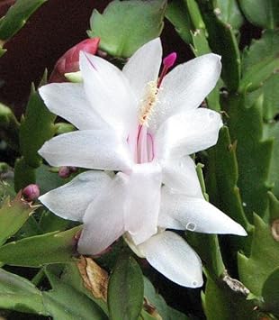 White Schlumbergera Flower Planting Seeds for Garden NON GMO Seeds