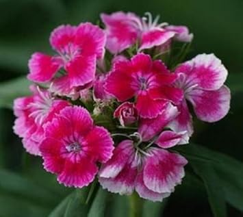 Mixed Barbatus Flower Seeds for Planting - 100 pcs