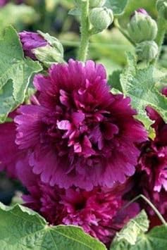 Organic Purple Hollyhock Flower Seeds for Planting – Heirloom, Non-GMO