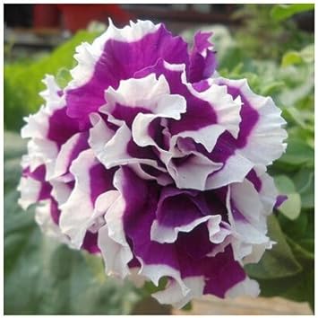 Violet & White Petunia Seeds for Planting - Heirloom, NON-GMO Flower Seeds for Garden Blooms