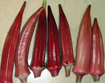 Red Okra Seeds for Planting - Fresh Vegetable NON GMO Seeds