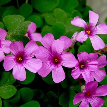 Heirloom Oxalis Flower Seeds – Non-GMO Seeds for Planting Vibrant and Hardy Garden Blooms