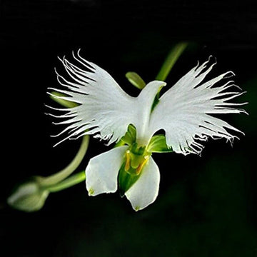 White Orchid Garden Terrace Flower Seeds for Planting - NON GMO Seeds