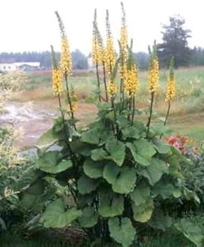 Yellow Ligularia Plant Seeds for Planting - 100 pcs