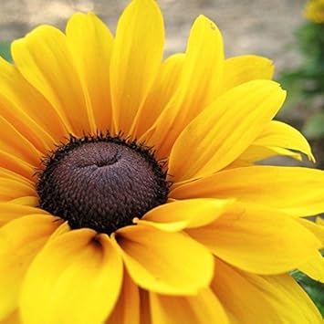 Yellow Black Susan Flower Seeds for Garden - 100 pcs