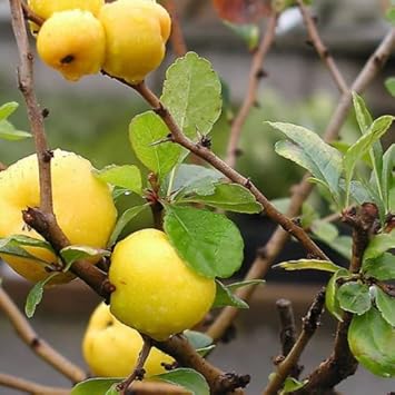 Yellow Quince Fruit Seeds - Grow This Aromatic, Tasty Fruit at Home 100 Pcs pcs