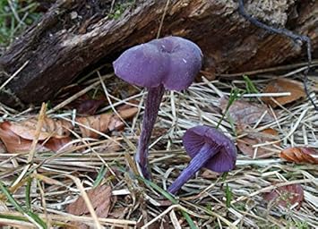 Purple Mushroom Seeds for Planting, 100 Pcs pcs