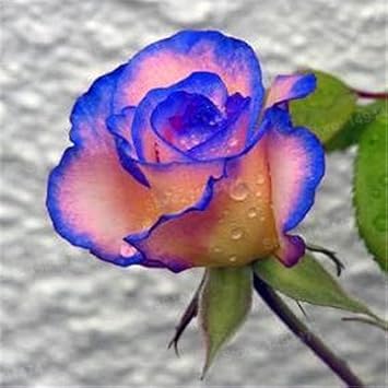 Blue Cream Rose Plant Seeds for Planting Non-GMO Heirloom Garden Seeds for Growing Beautiful Flowers