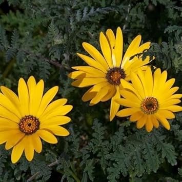 Heirloom Yellow Dimorphotheca Flower Seeds for Planting, Non-GMO